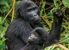 Oil Drilling Plans Put Congo’s Pristine Forest and Rare Wildlife in Danger - Global News