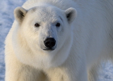 Endangered Animals and Our Planet Earth - Reader's Voices