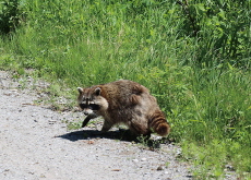 Raccoon Sightings Raise Safety Concerns Across Seoul - National News