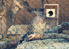 Should Zoos Operate Only as Rescue Centers? - Think & Talk