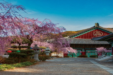 Play, Think, Feel: The Seoul International Buddhism Expo Opens in April - Trend