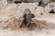 A Blossom of Hope: Zoo Welcomes First Asian Elephant Calf in Decades - Global News