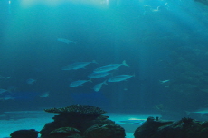 The History of Aquariums - History