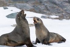 2 Iconic Polar Species Now Endangered Due to Climate Change - Global News