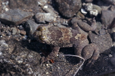 Marta Mi?arro Solves 100-Year Mystery of Rare Philippine Frog - People