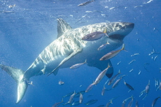 Rising Seas May Overheat Powerful Fish - Science