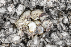 Scientists Find New Uses for Discarded Oyster Shells - Science