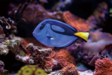 RE: My Favorite Fish - Letter
