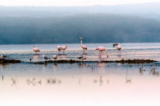 Lake Nakuru - Places