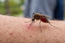 Health Officials Issue Warning as Dangerous Mosquito Arrives Early - Science