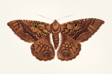 A Surprising Fact About Moths: Moths Do Not Have Mouths - Reader's Voices