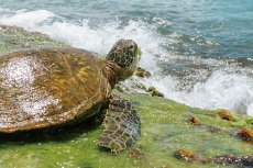 A Rare Turtle Begins a 5,000-Mile Journey Home - Global News