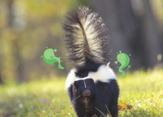 Wow! Skunks Smell Bad! - Science