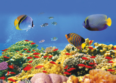 Unearthing the Coral Reef - Science
