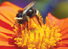 Bumble Bee Placed On U.S. Endangered List - Hot Issue