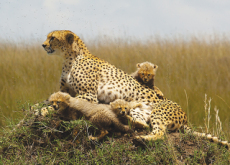 Study Warns Of Cheetah Extinction Threat - World News