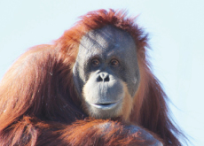 Orangutans' Squeak Or Speak? - Hot Issue