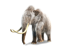 Resurrection of Woolly Mammoth? - Science