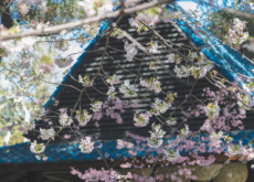 Descanso Gardens Cherry Blossom Festival - World News