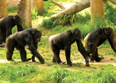Chimps Can Recognize Each Other’s Buttocks Like Humans Recognize Faces - Science