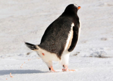 Antarctic Island History Recorded in Penguin Poo - Science