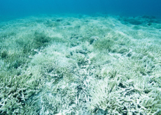 Great Barrier Reef Bleaching Continues - Science