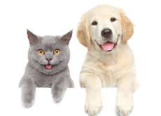 Is It Okay To Eat Cats And Dogs? - Think & Talk