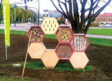New Hive For Bees - World News