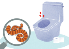 Will the Sanitation Revolution Star Maggots? - Science