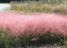 The Habitat Of Pink Muhly Grass - Places