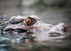 What Do Alligators Eat? Lots of Interesting Things! - Science