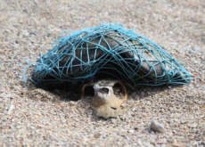 The Problem Of Plastic Fishing Nets - World News