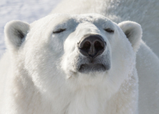 A Birthday For The Oldest Polar Bear - World News