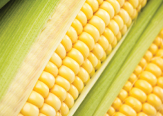 Corn To Reverse Climate Change? - Science