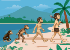 Human Evolution: Australopithecus, Homo Habilis, Homo Erectus, Homo Sapiens - History
