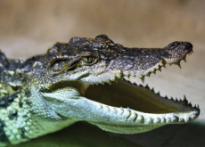 A Bride Survives A Crocodile Attack - World News