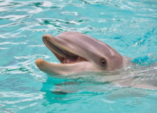 Scientists Measure Dolphin Happiness - Science
