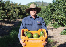 Australia’s Giant Avocados - World News