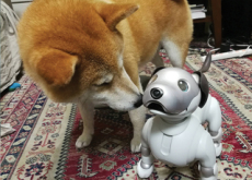 Can A Robot Dog Make Friends With A Real Dog? - Science