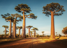 Baobab Tree Deaths - Science