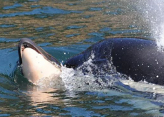 A Killer Whale’s Motherly Love - World News