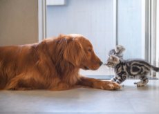 Are Cats Better Pets Than Dogs? - Think & Talk