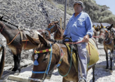 No More Donkey Rides For Overweight Tourists - World News