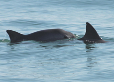 Discovery Of Six Vaquita Porpoises - Science