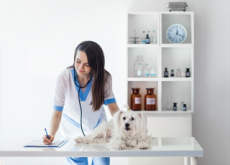 The Popularity Of Pet Insurance - National News