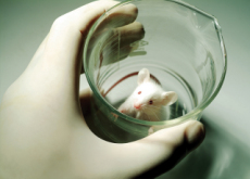 Should Animal Testing Be Banned? - Think & Talk