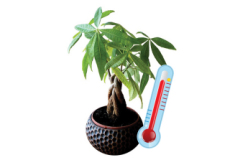 Growing Money Tree Plant - Life Tips