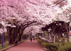Cherry Blossom Festivals In Japan - World News