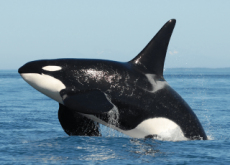Afraid of Orcas - Trend