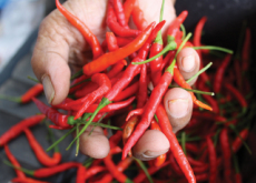 Is Spicy Food Healthy? - Think & Talk
